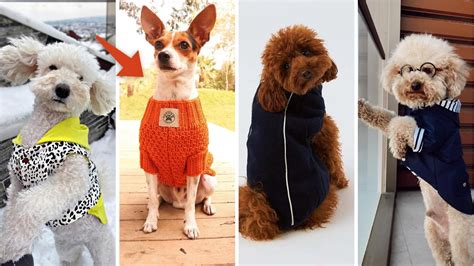 E­v­c­i­l­ ­D­o­s­t­u­n­u­z­ ­İ­ç­i­n­ ­T­e­r­c­i­h­ ­E­d­e­b­i­l­e­c­e­ğ­i­n­i­z­ ­K­ü­ç­ü­k­ ­I­r­k­ ­K­ö­p­e­k­ ­K­ı­y­a­f­e­t­l­e­r­i­